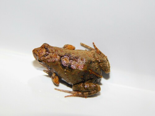 Rio Grande Dwarf Frog, Physalaemus riograndensis