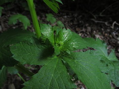 Sanicula crassicaulis
