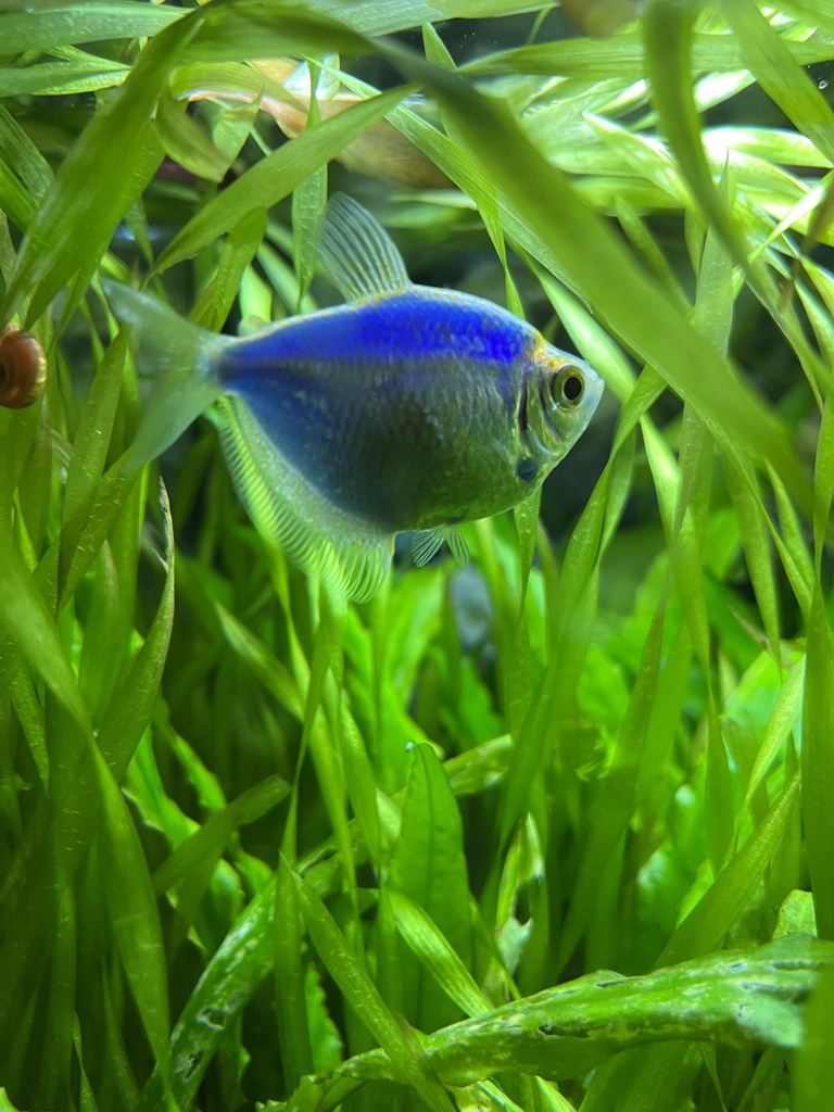 Black Widow Tetra from 2-й Исаковский проезд, Электроугли, Московская ...