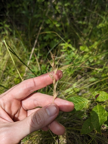 Bog Oatgrass (Danthonia epilis)
