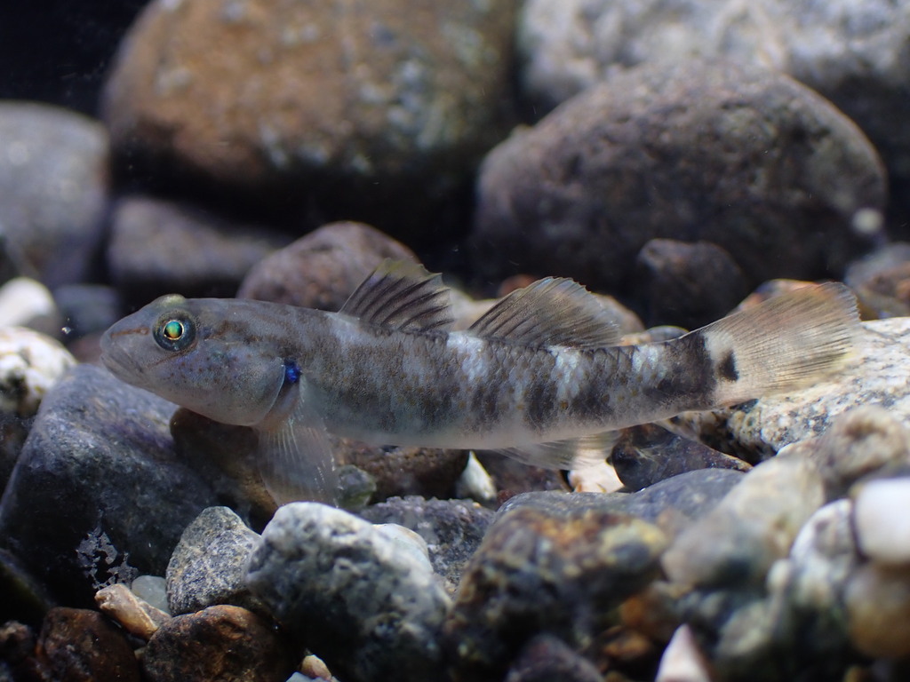 Philippine goby (Rhinogobius philippinus) — Gobiidae