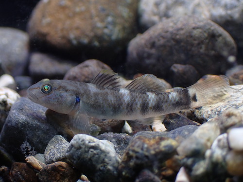 Philippine goby (Rhinogobius philippinus) — Gobiidae
