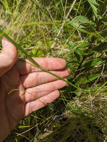 Image of Danthonia epilis by (c) Alaina Krakowiak, some rights reserved (CC BY)