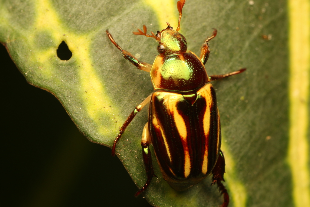 Pelidnota liturella