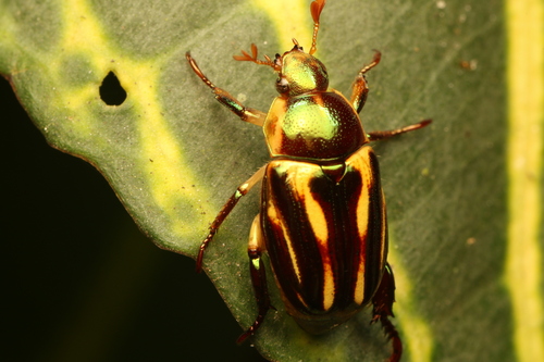 Pelidnota liturella