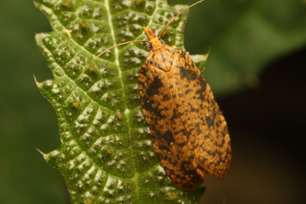 Polyortha