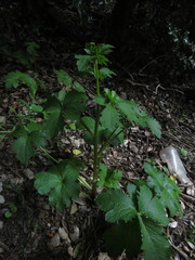 Sanicula crassicaulis