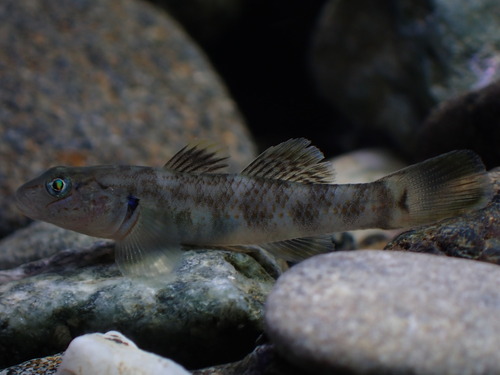 Philippine goby (Rhinogobius philippinus) — Gobiidae