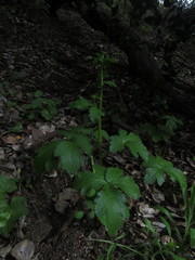 Sanicula crassicaulis
