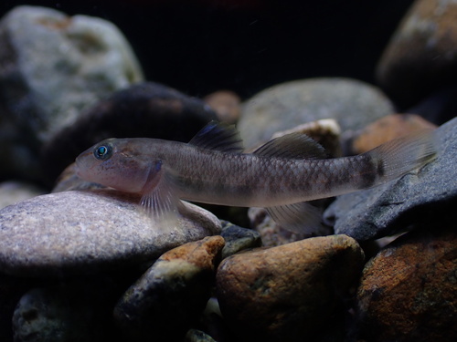 Philippine goby (Rhinogobius philippinus) — Gobiidae — 5