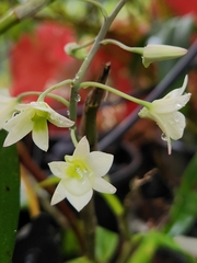 Dendrobium ovatum, photograph (c) deepachandran, some rights reserved (CC BY-SA)