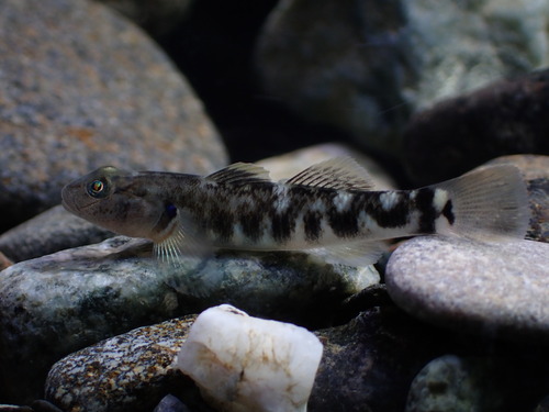 Philippine goby (Rhinogobius philippinus) — Gobiidae — 4