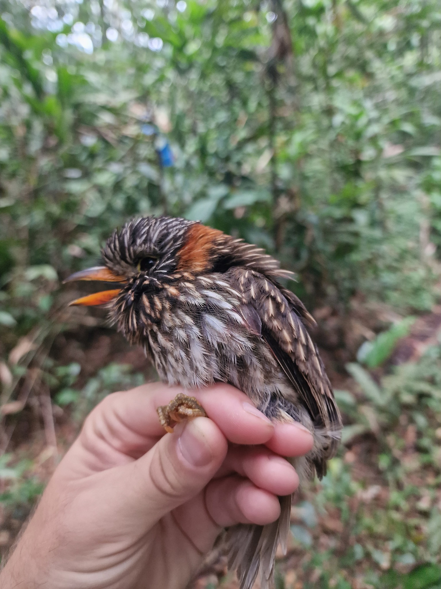 Semicollared Puffbird (Malacoptila semicincta), photo 7