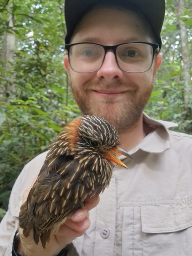 Semicollared Puffbird (Malacoptila semicincta), photo 10