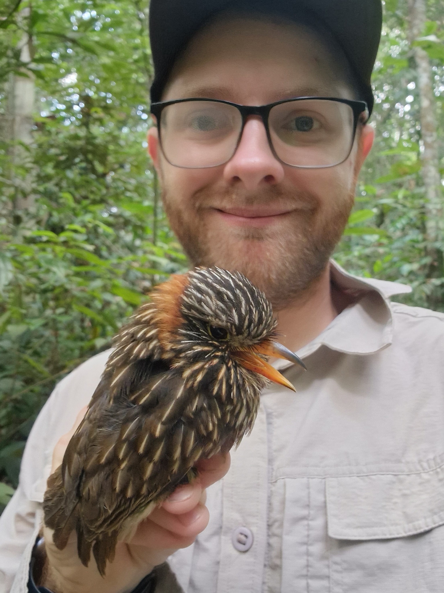Semicollared Puffbird (Malacoptila semicincta), photo 8