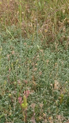 Corrigiola telephiifolia