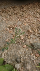 Corrigiola telephiifolia