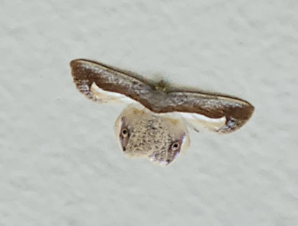 Opisthoxia maya