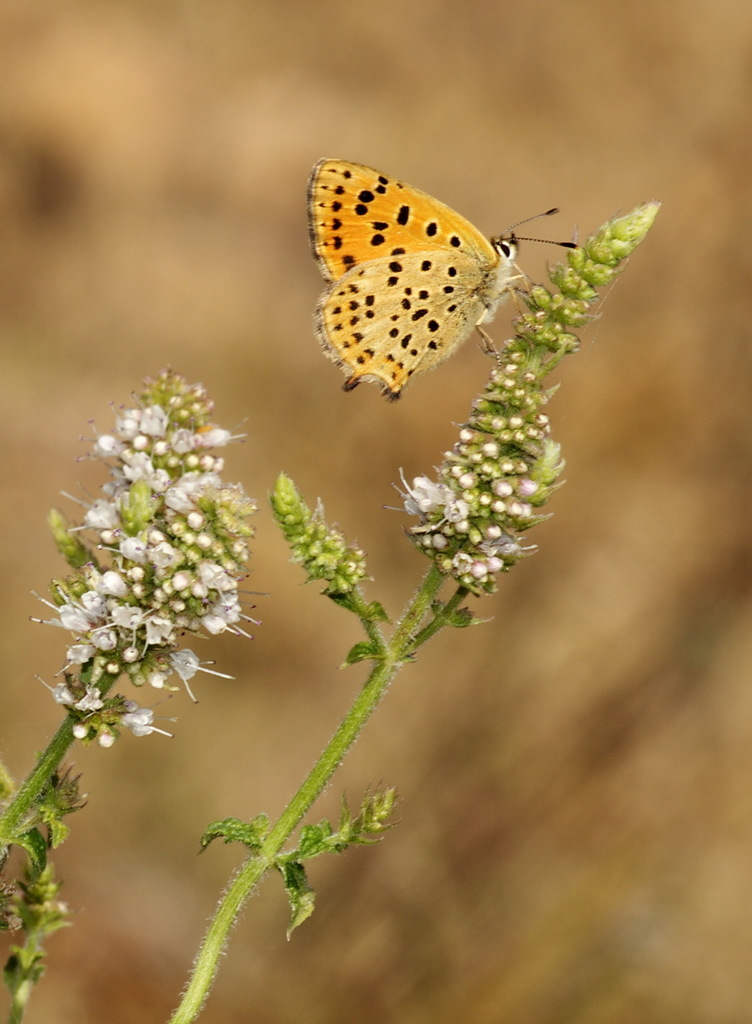 Iberian Sooty Copper