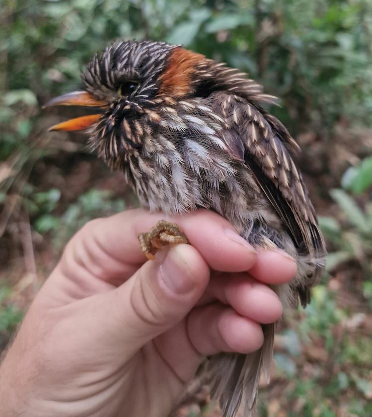 Semicollared Puffbird (Malacoptila semicincta), photo 6