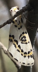 Philtraea elegantaria