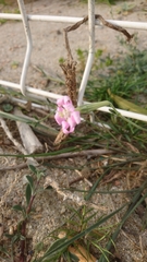 Silene sericea