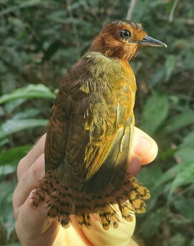 White-throated Antbird (Oneillornis salvini), photo 3