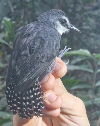 White-throated Antbird (Oneillornis salvini), photo 10