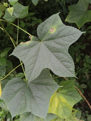 Image of Angled Wild Mallow (Abelmoschus angulosus) by (c) Pranav Chandra Bose, some rights reserved (CC BY)