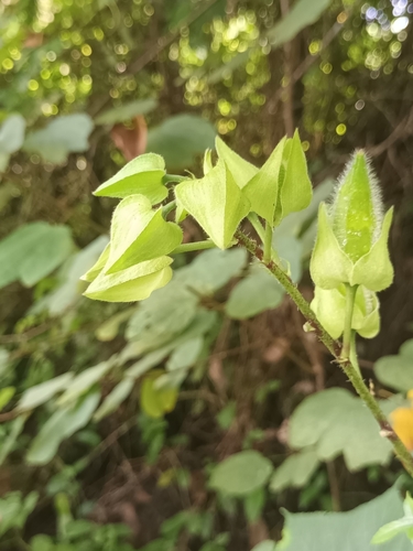 Image of Angled Wild Mallow (Abelmoschus angulosus) by (c) Pranav Chandra Bose, some rights reserved (CC BY)