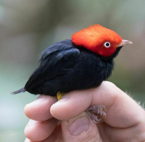 Round-tailed Manakin (Ceratopipra chloromeros), photo 4