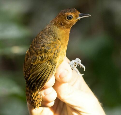 White-throated Antbird (Oneillornis salvini), photo 5