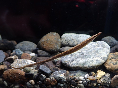 Ragged-tail pipefish (Microphis retzii) — Syngnathidae — 4