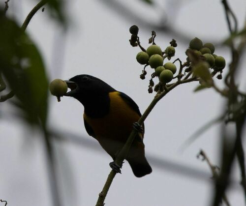 Rufous-bellied Euphonia (Euphonia rufiventris), photo 4