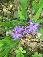 Iris cristata