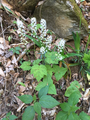 Tiarella