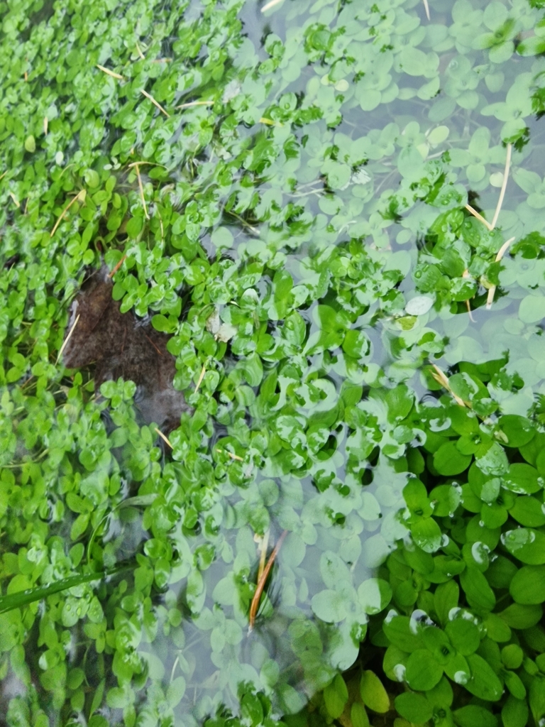 Pond water-starwort from Southgate, Chichester PO19 8DL, UK on December ...