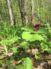 Trillium sulcatum