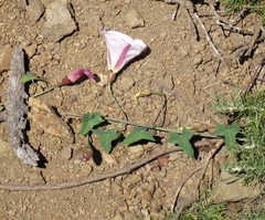 Calystegia purpurata