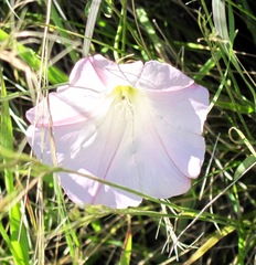 Calystegia purpurata