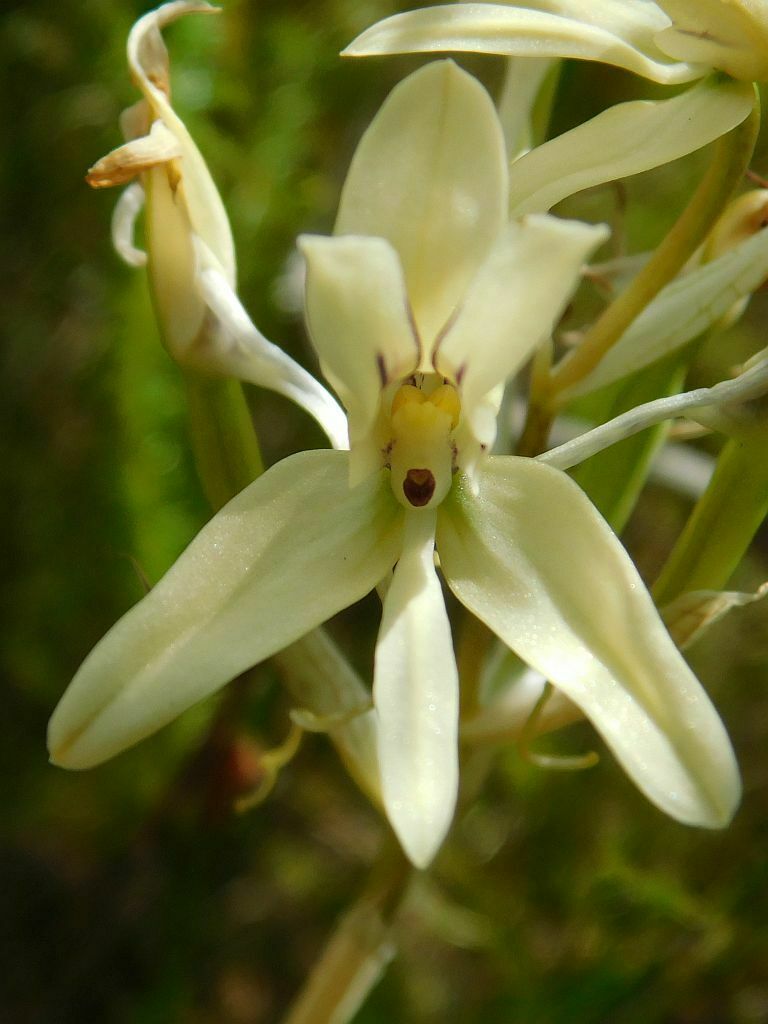 Disa draconis