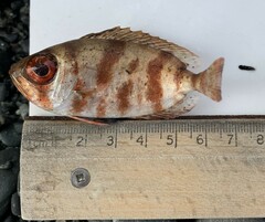 Bigeye photo 1