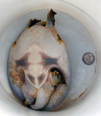 Apalone spinifera guadalupensis