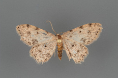 Scopula plantagenaria