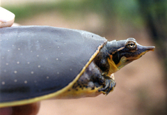 Apalone spinifera guadalupensis