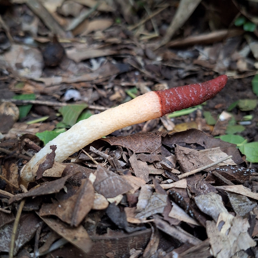 Mutinus argentinus · December 2023 · photo: © deniszabin (iNaturalist, cc-by)