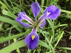 Iris hexagona