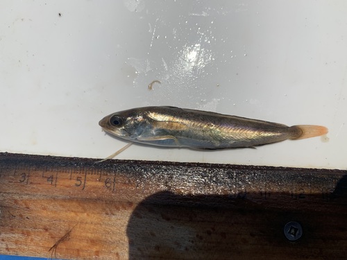 White hake (Urophycis tenuis) — Phycidae — 3