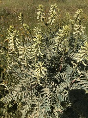 Astragalus oxyphysus