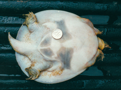 Apalone spinifera guadalupensis